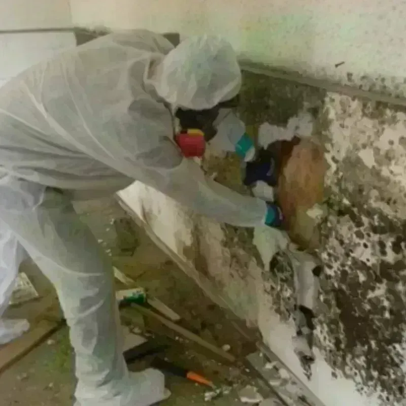 Mold Remediation and Removal in Matagorda County, TX